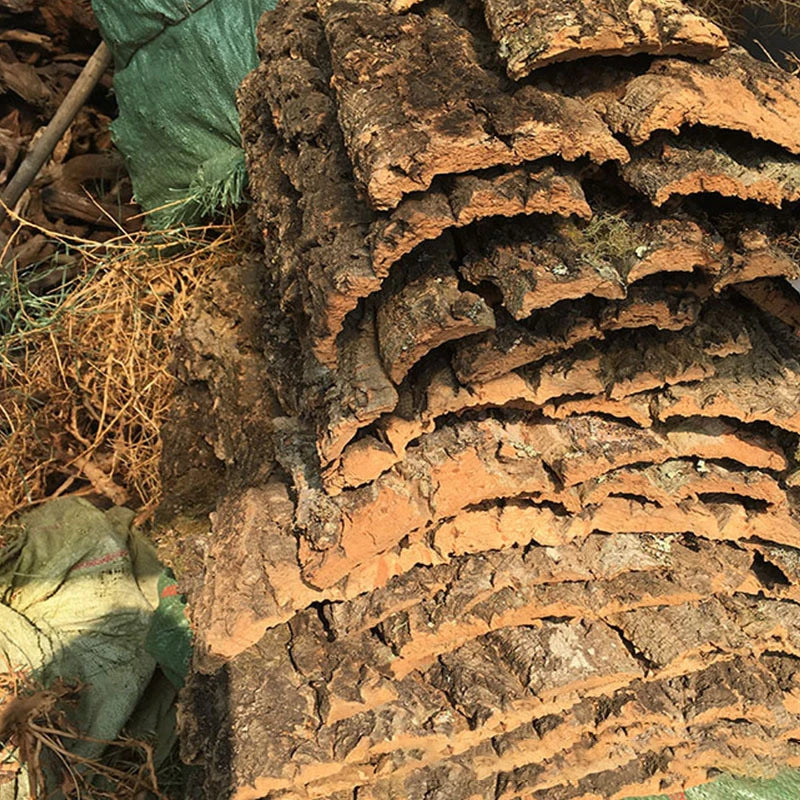 15/30/60cm Champagne Tree Bark Tank Driftwood. Decor, for Back/Side Walls, for Climbing Reptiles, Arachnids, and Any Fish Tanks - Cork Christmas Elm