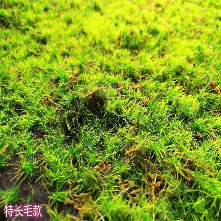 Artificial Moss Micro Landscape Flocking (Manufacturer Fake Lawn)