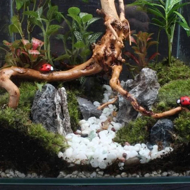 Natural Tree Trunk Driftwood for Aquarium or Terrarium